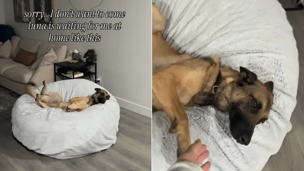 A Dog's Bed Becomes a Human's Sanctuary