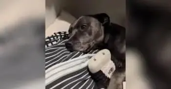 A Dog’s Delightful Bedtime Ritual