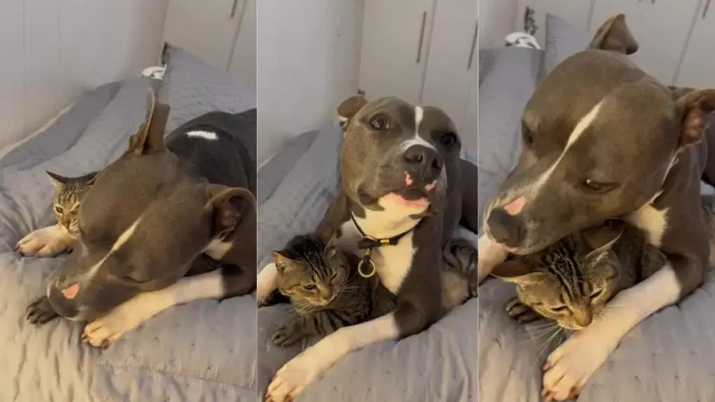 A Dog's Over-Enthusiastic Hug for His Feline Friend Goes Viral
