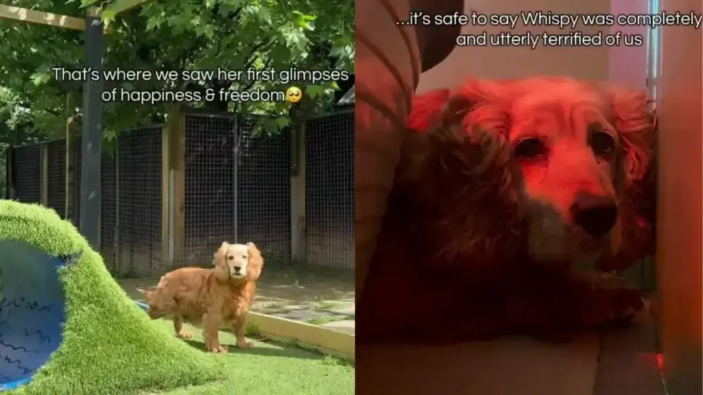 A Frightened Shelter Dog Finds Her Courage