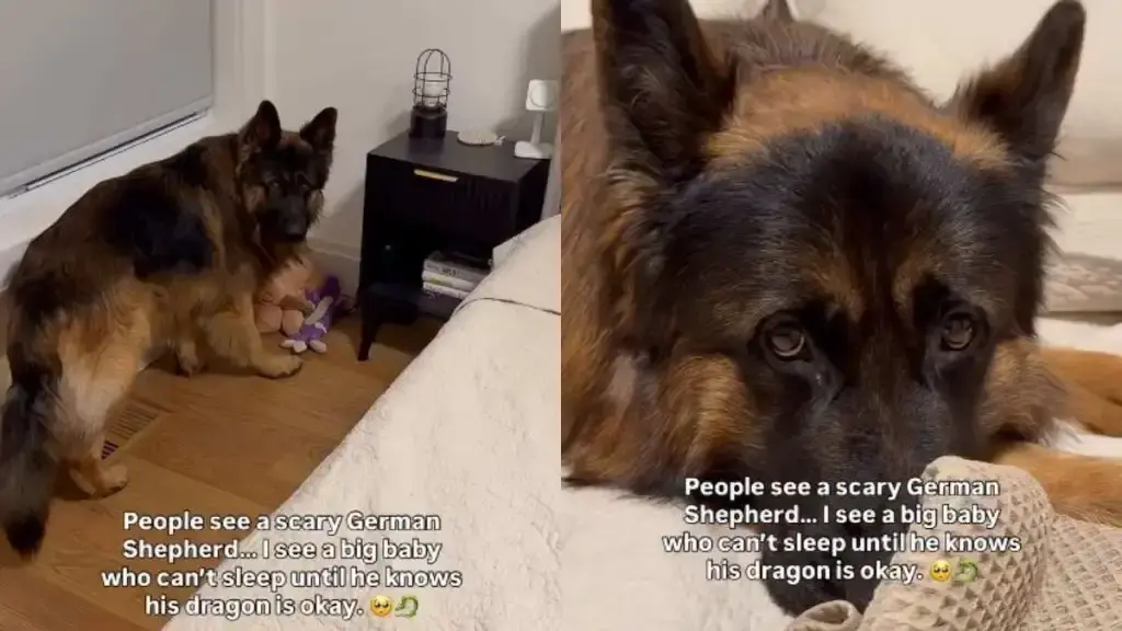 Spyro the German Shepherd tucks his plush toy into bed before sleeping.