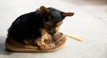 A Guide to Preparing for Your New Airedale Terrier Puppy
