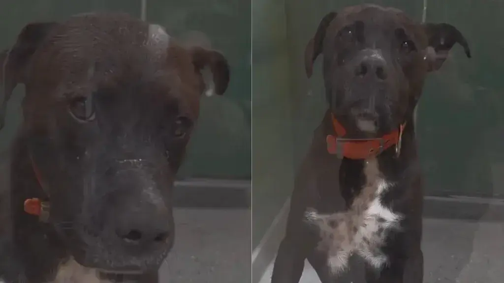 A Long-Term Shelter Resident Still Awaits a Forever Home