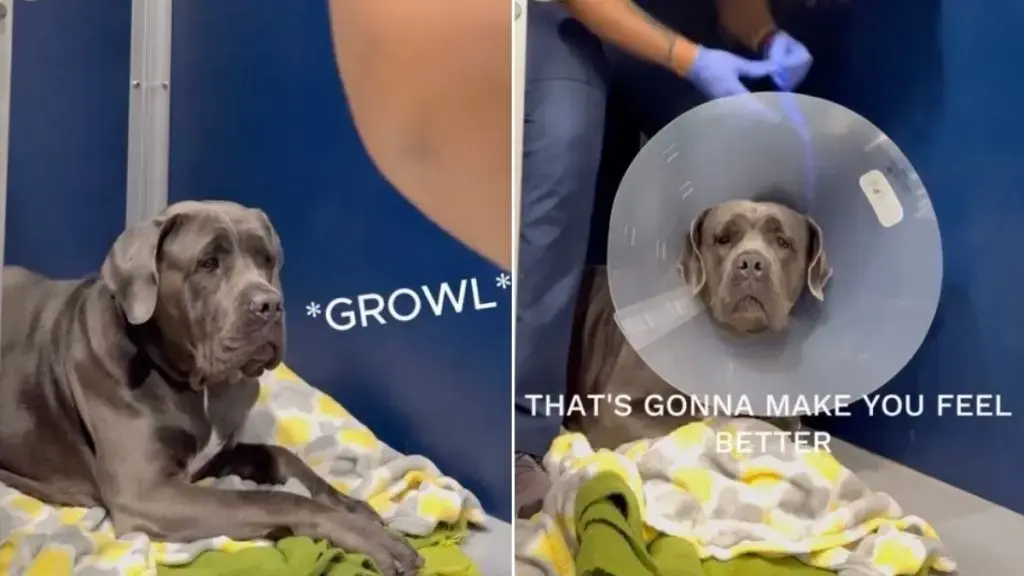 A Moment of Trust Transforms a Fearful Dog at the Vet