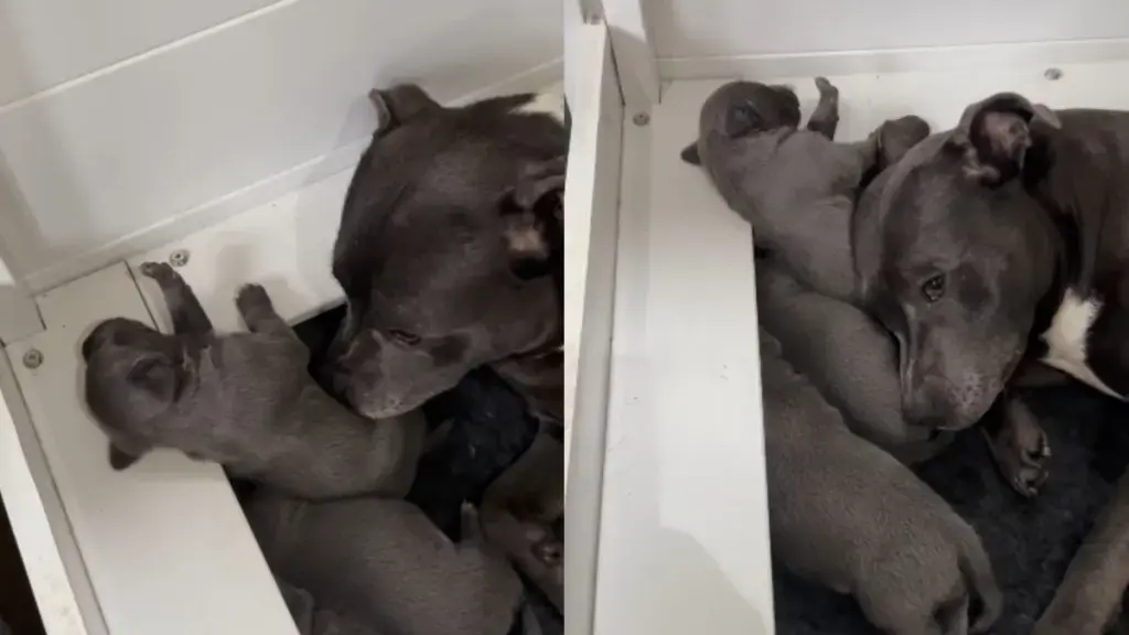 A Mother's Fierce Love: Dog Protects Her Newborns