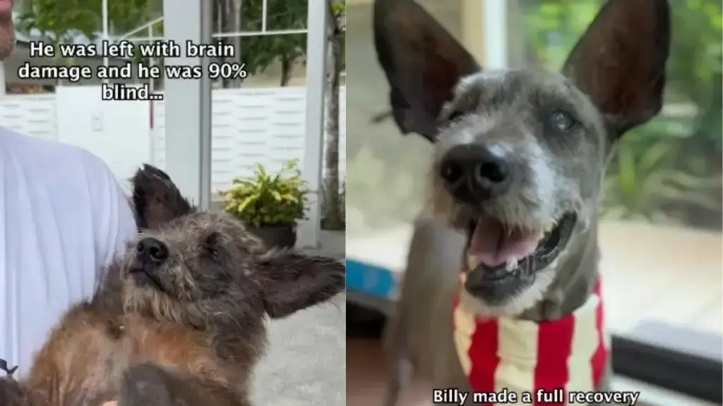 A Rescued Dog's Journey from Abuse to a New Beginning