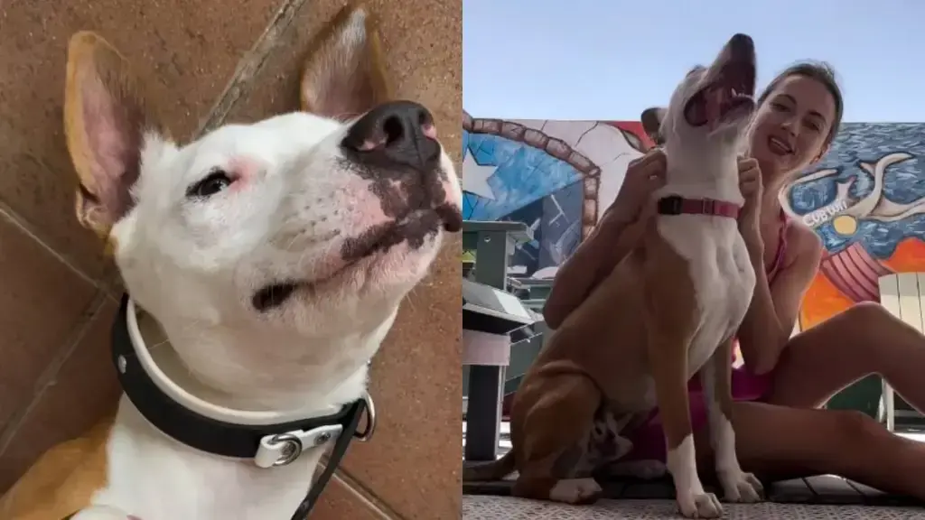 A Shelter Dog's Emotional Journey Ends in Adoption