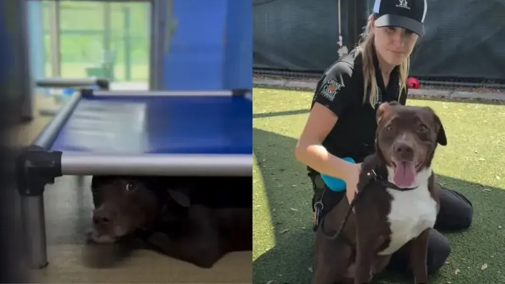 A Shelter Dog’s Heartbreaking Struggle for Stability