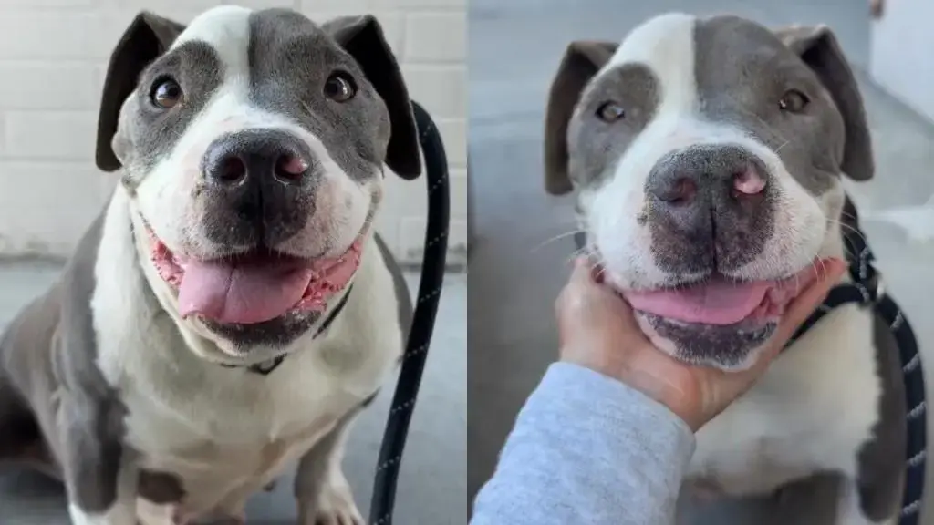 A Shelter Dog's Journey to a Forever Home