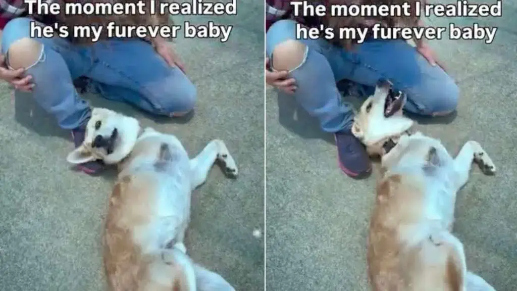 A Special Connection: Rescued Dog Finds His Forever Home