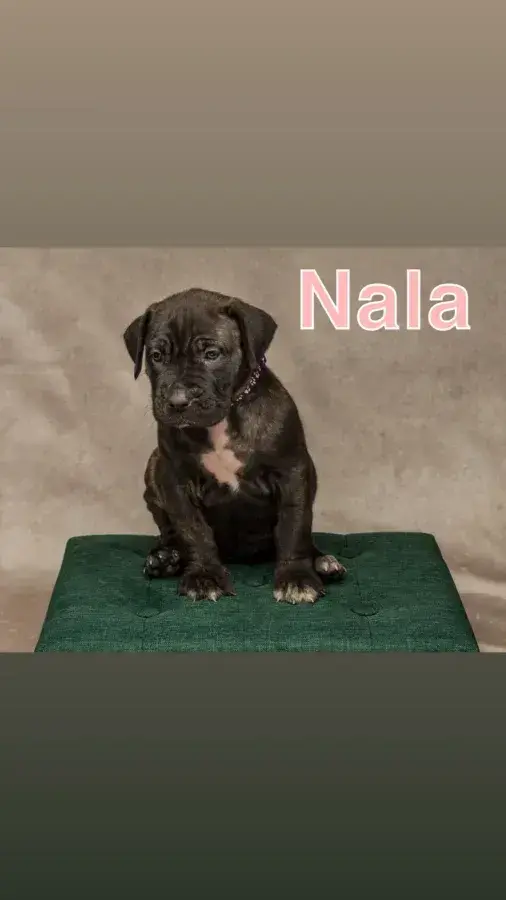 Adorable Presa Canario Puppy Seeks Forever Home