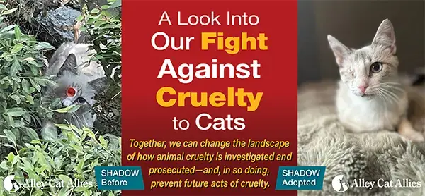 Animal Welfare Group Steps Up Fight Against Cat Cruelty