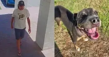 Beloved Shelter Dog Vanishes in Georgia