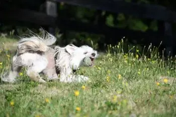 Best Activity Trackers for Chinese Crested Dogs in 2026