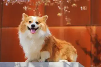 Best Dog Breeds for Teachers in 2024