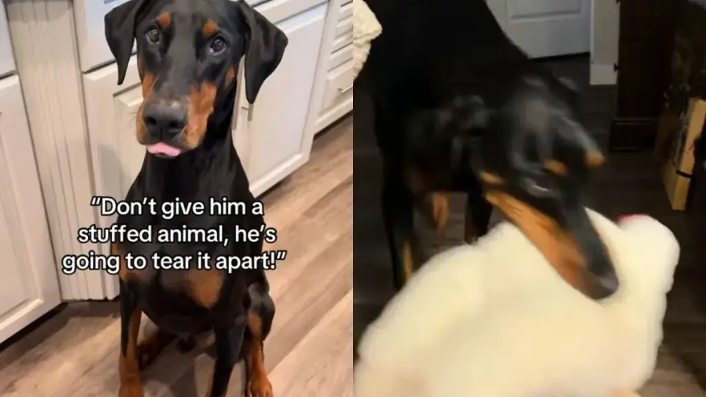 Big Dog Shows Unusual Care for His Toys