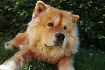 Boosting Chow Chow Health Through Targeted Nutritional Supplements