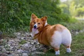 Boosting Corgi Immune Health Through Targeted Daily Supplementation