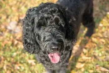 Boosting Labradoodle Health Through Targeted Immune Support