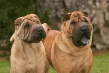 Boosting Shar Pei Health Through Targeted Nutritional Support