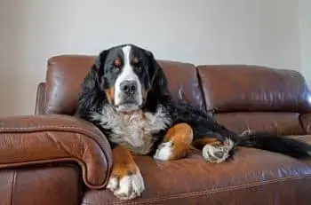 Boosting Vitality and Immune Health in Bernese Mountain Dogs