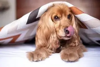 Boosting Vitality and Immune Health in Cocker Spaniels