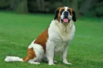 Boosting Vitality and Immune Health in St. Bernards