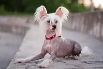 Boosting Vitality and Immune Resilience in Chinese Crested Dogs