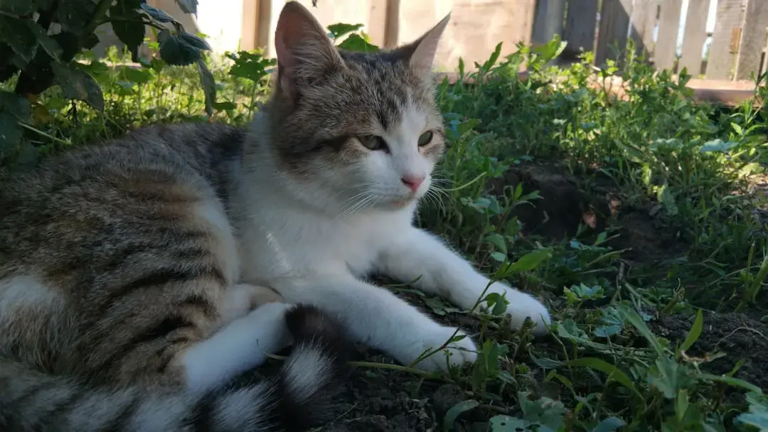 Brave Cat Defends Puppy Friend from Intruder
