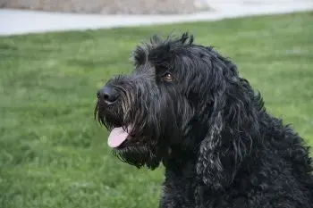 Bringing Home a Black Russian Terrier: Essential Items to Get