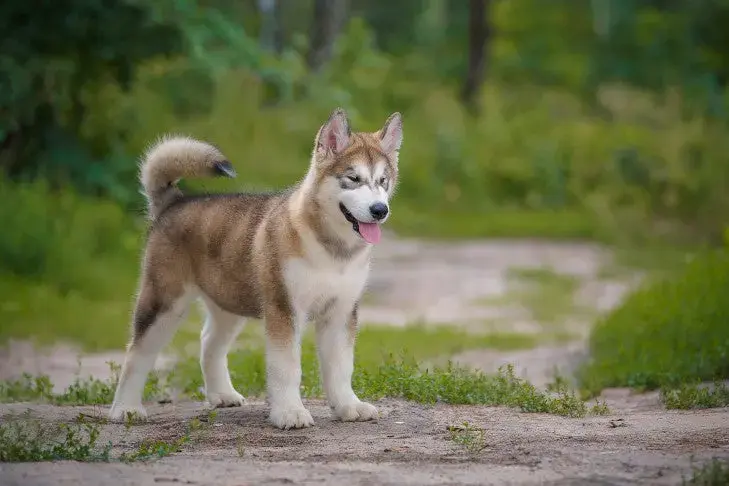 Bringing Home a Puppy: Essential First Steps for New Owners