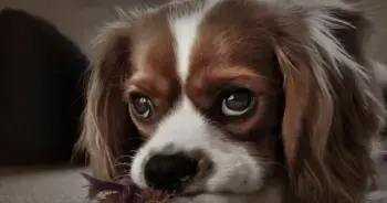 Calming Canine Companion: Chamomile's Anxiety Relief