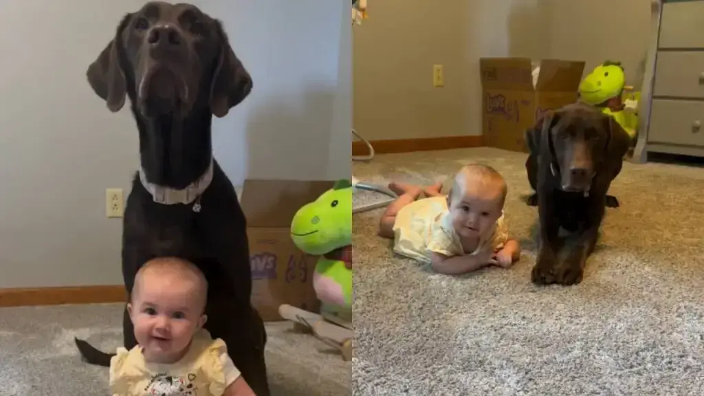Canine Companion Teaches Toddler Life Skills, Earns Reward