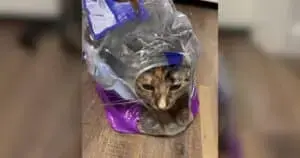 Cat’s Calm Wait Captures Hearts Online