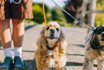 Choosing the Right Leash for Large Dogs: Safety and Comfort