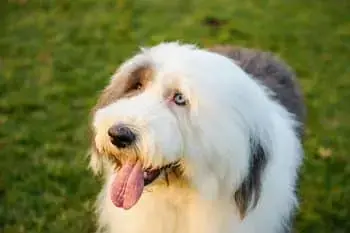 Cleaning Your Old English Sheepdog's Teeth: Top Products