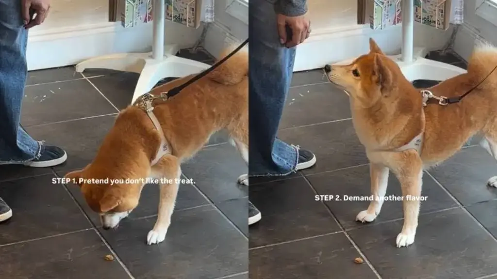 Clever Canine Gets Double Treats with Cunning Trick