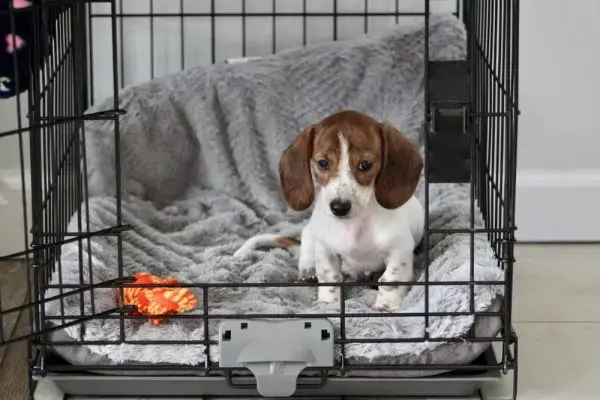 Crate Training Mistakes Dog Owners Make