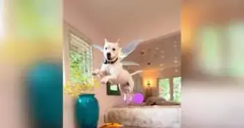 Deaf Dog Escapes Euthanasia, Finds Joy in New Forever Home