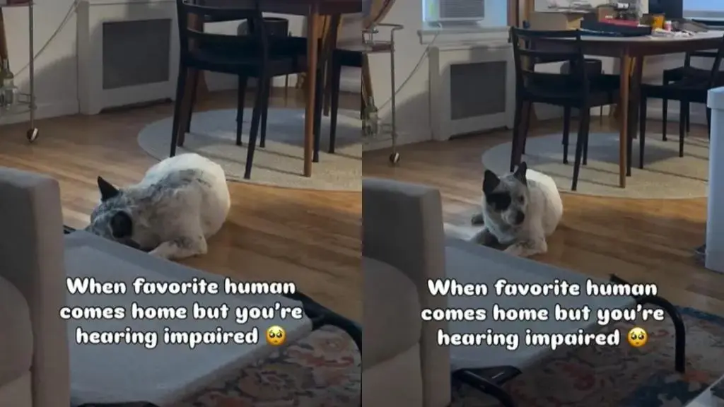 Deaf Dog's Joyful Reaction to Dad's Return