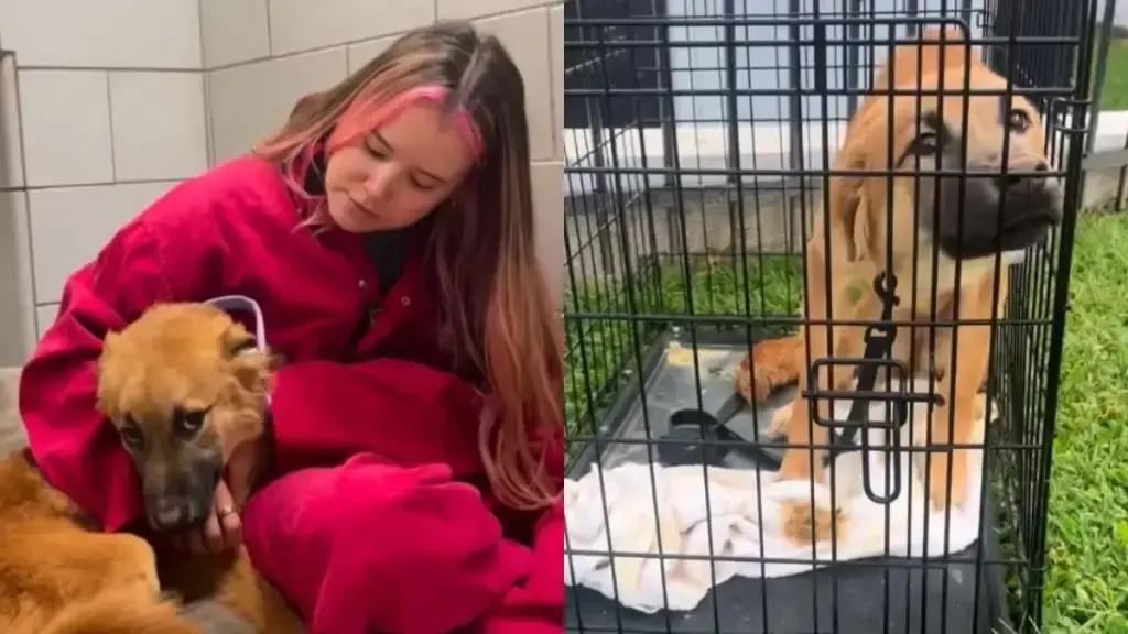 Dog Abandoned in Crate Outside Nashville Shelter