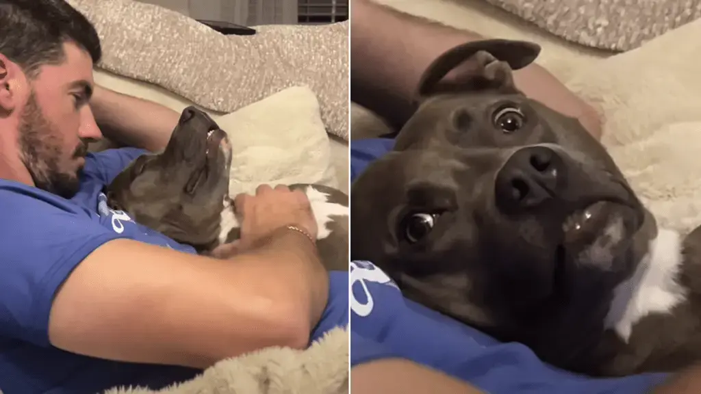 Dog Glances at Mom During Dad’s Petting Session