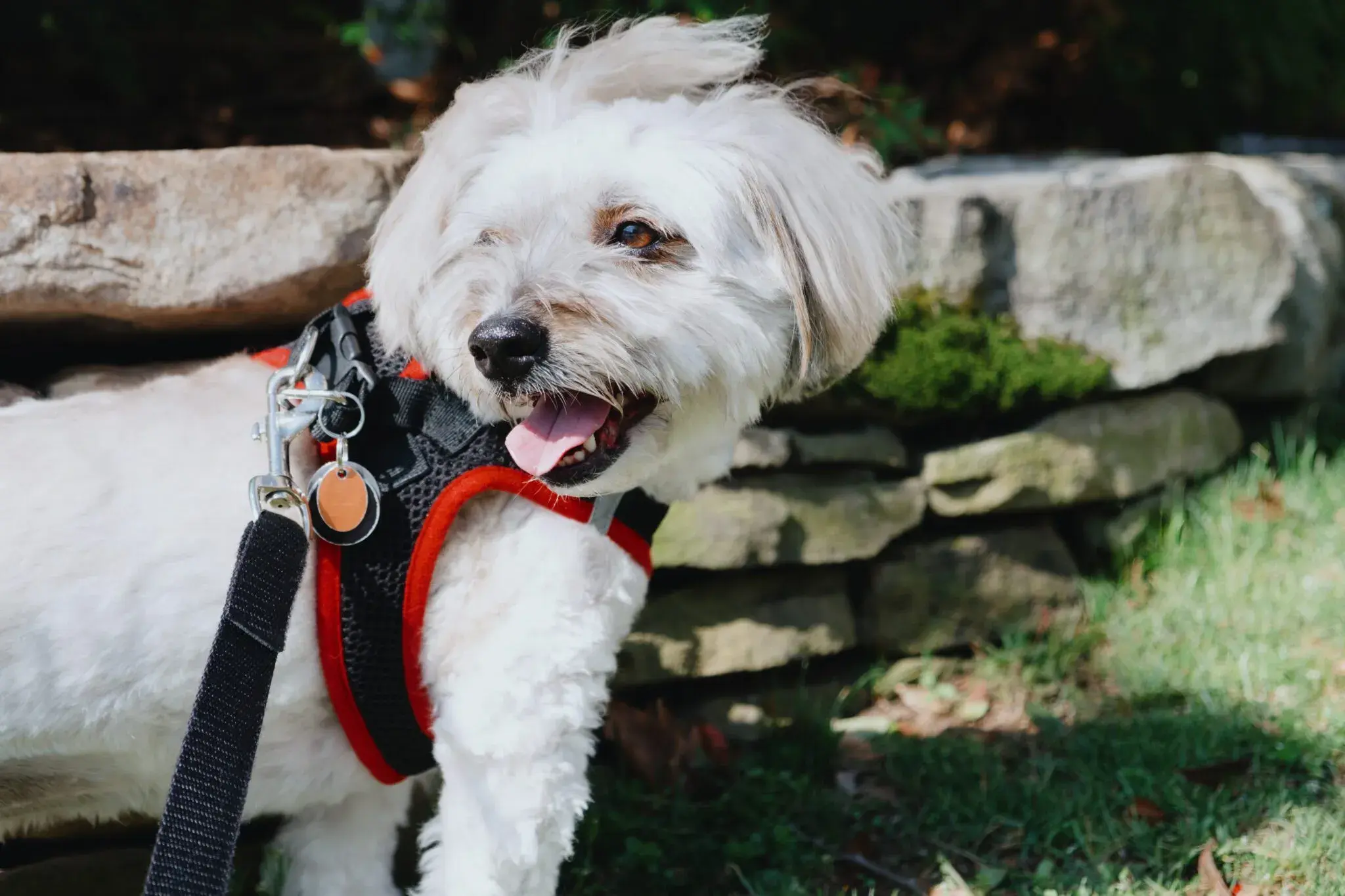 Dog Harnesses Gain Popularity with Owners