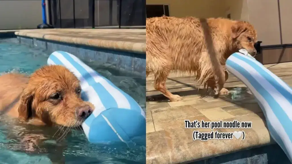 Dog's Pool Obsession Centres on Tiny Label