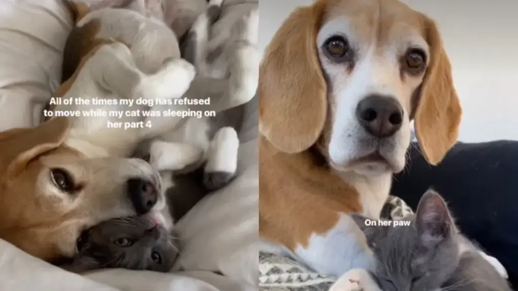 Dog's Sweet Devotion to Napping Cat Captured in Viral Video