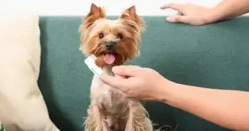 Essential Dental Care Solutions for Canine Oral Hygiene