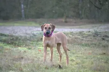 Essential Nutritional Support for Growing Rhodesian Ridgeback Puppies