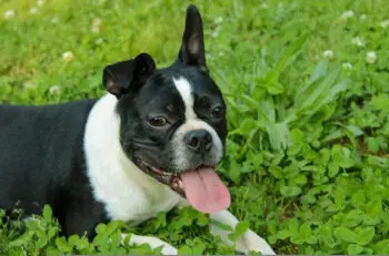 Essential Supplements for Aging Boston Terriers