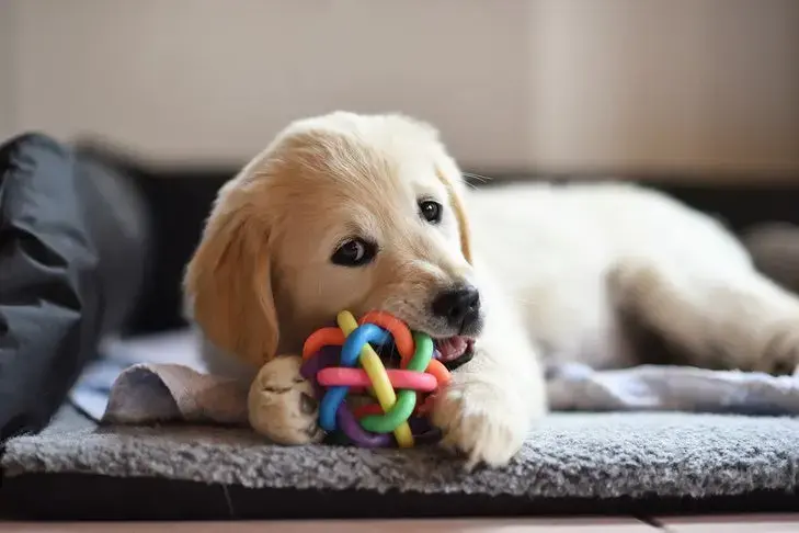 Exceptional Dogs Can Learn Hundreds of Object Names