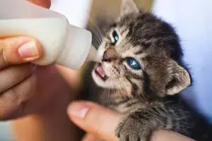 Exploring the Benefits of Goat's Milk Supplements for Cats